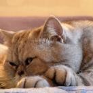 thumbs giuly le gros chat 006 Giuly le Gros Chat (19 photos)