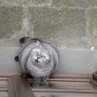 thumbs giuly le gros chat 003 Giuly le Gros Chat (19 photos)