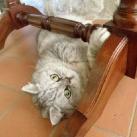 thumbs giuly le gros chat 014 Giuly le Gros Chat (19 photos)