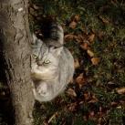 thumbs giuly le gros chat 008 Giuly le Gros Chat (19 photos)