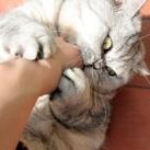 thumbs giuly le gros chat 012 Giuly le Gros Chat (19 photos)