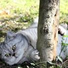 thumbs giuly le gros chat 002 Giuly le Gros Chat (19 photos)