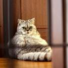 thumbs giuly le gros chat 001 Giuly le Gros Chat (19 photos)