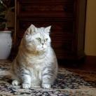 thumbs giuly le gros chat 015 Giuly le Gros Chat (19 photos)