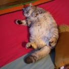 thumbs giuly le gros chat 004 Giuly le Gros Chat (19 photos)