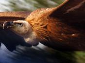 Pour l’amour mourir (Malcom Lowry)