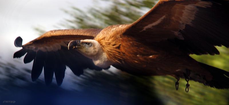 Pour l’amour de mourir (Malcom Lowry)