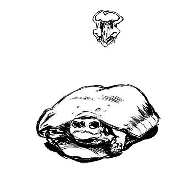 Musée d'histoire naturelle de Bruxelles.