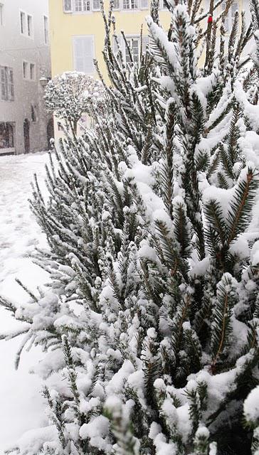 TEMPÊTE DE NEIGE...