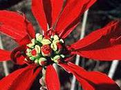 Thimpu, décembre 1992