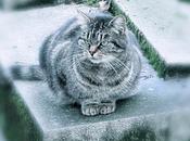 chats cimetière Montmartre