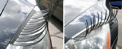 Des faux-cils pour votre voiture