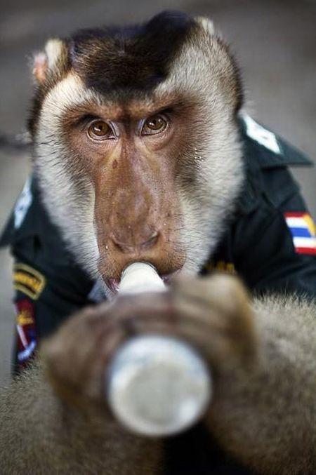 Un singe-policier thaïlandais