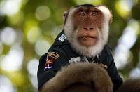 Un singe-policier thaïlandais