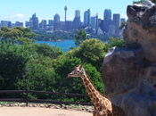 Départ imminent pour l'Australie