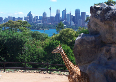 Départ imminent pour l'Australie