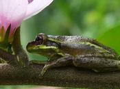 L'IMAGE JOUR: Grenouille arbres