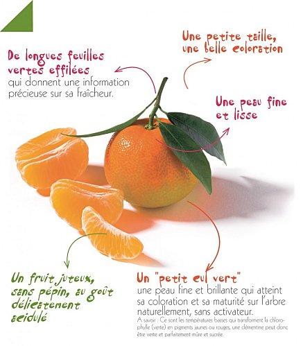 La-Clementine-de-Corse.jpg