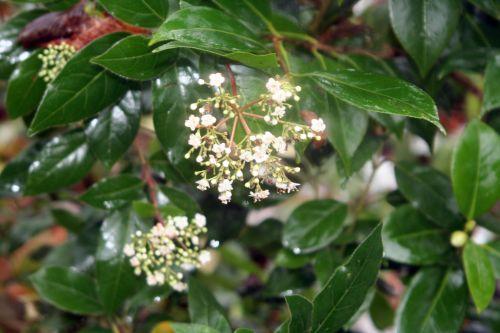 vib tinus veneux 6 déc 2010 050.jpg