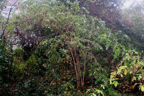 palmensis veneux 6 déc 2010 065.jpg