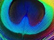 iPad d’écran AMOLED