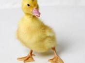 "T'as chien chat ???" (confession weirdo)