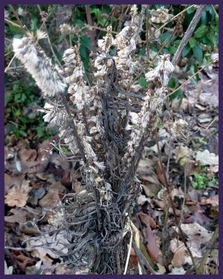 Juste pour vous dire que le jardin ayant perdu son mantea...