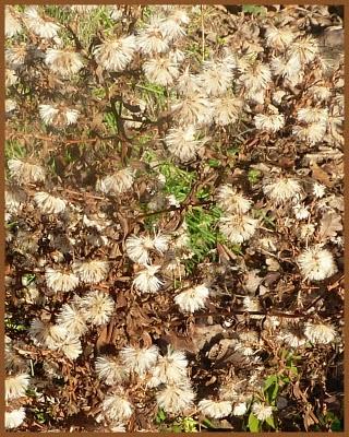 Juste pour vous dire que le jardin ayant perdu son mantea...