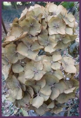 Juste pour vous dire que le jardin ayant perdu son mantea...