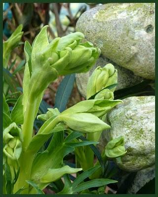 Juste pour vous dire que le jardin ayant perdu son mantea...