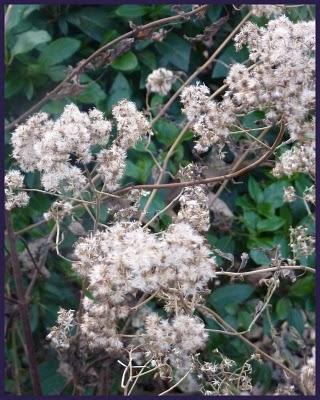 Juste pour vous dire que le jardin ayant perdu son mantea...