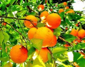 Des pistes de réflexion pour des orangers durables – Les oranges, c’est bon pour l’Homme… et la Nature ?
