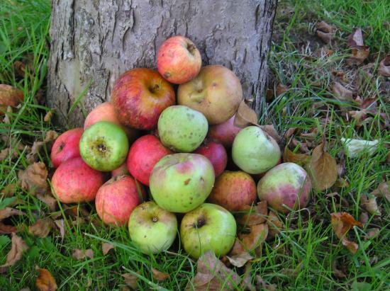 Les pommes (Jean-Baptiste Besnard)