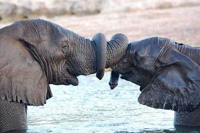 Elephants-shake-trunks.jpg