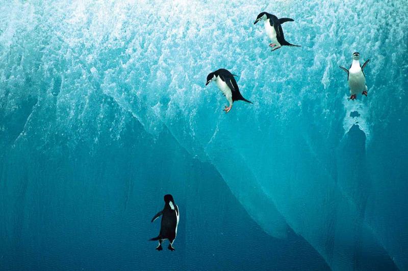Aussi patauds sur la glace qu’agiles sous l’eau, ces quatre petits manchots à jugulaire viennent de sauter du haut d’un iceberg.