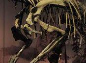 Dans l'ombre dinosaures musée d'Histoires Naturelles