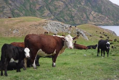 Vaches en Nouvelle-Zélande