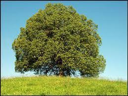 L’arbre à souhaits