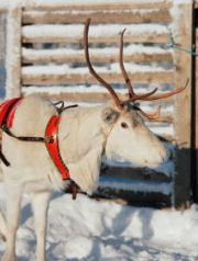 Un voyage au pays du Père-Noël