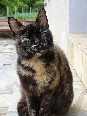 RIP ma Gribouillie d'amour