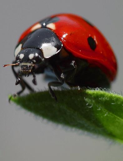 Si j’étais petite bête des gazons (Pierre Albert-Birot)