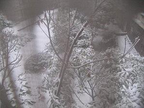 snowing-012.JPG