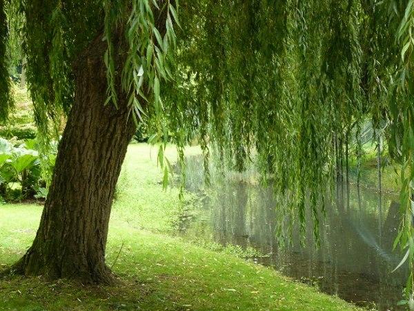 Lui et le saule (Pierre Albert-Birot)