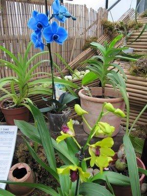 Orchidées Mancieulles