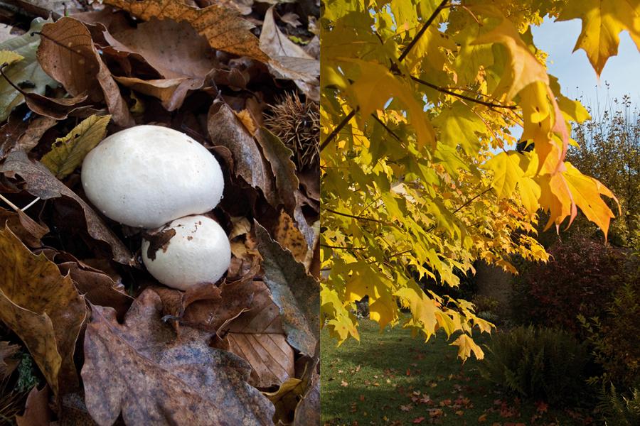 Le velouté de châtaignes aux noix