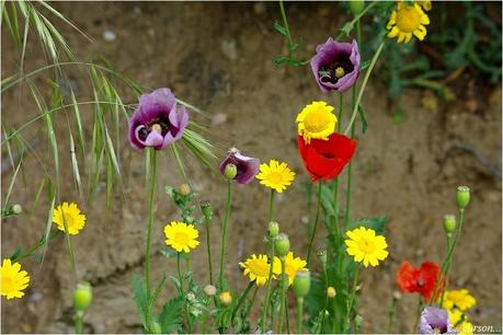 Le pavo coquelicot.jpg