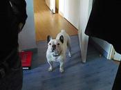 boubou assiste notre départ imminent, starting blocks