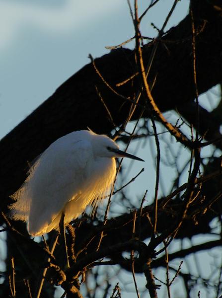 aigrette.jpg