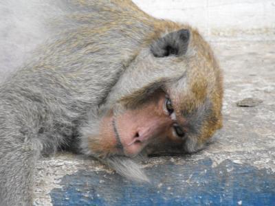 LE FARANG-ISAN MODIFIE LA LECTURE DE SON BLOG!!