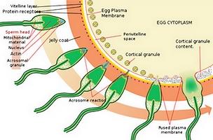 Montre biologique fertilization